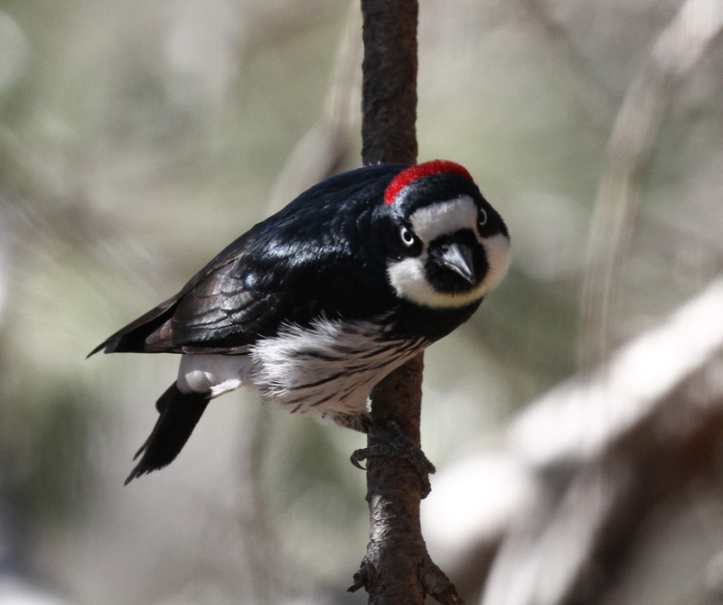 Acorn Woodpecker5.jpg