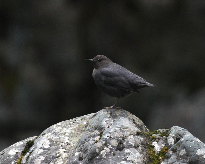 American Dipper.jpg
