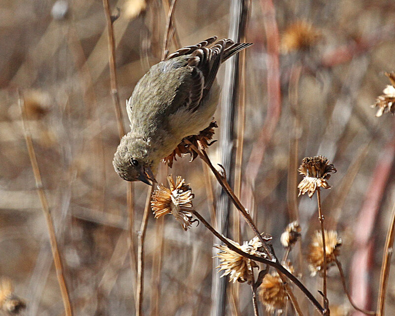 American Goldfinch5.jpg