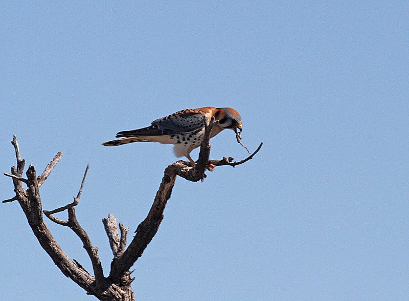 American Kestrel2.jpg