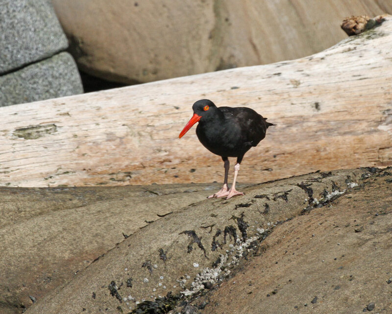 Black Oystercatcher6.jpg