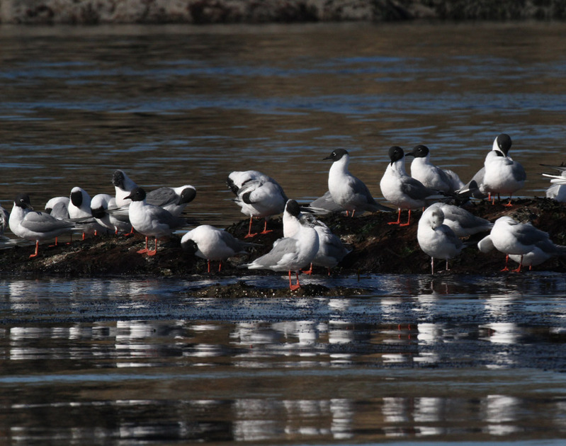 Bonapartes Gulls7.jpg