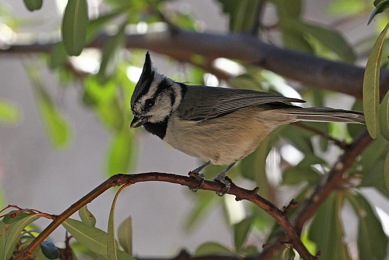 Bridled Titmouse.jpg