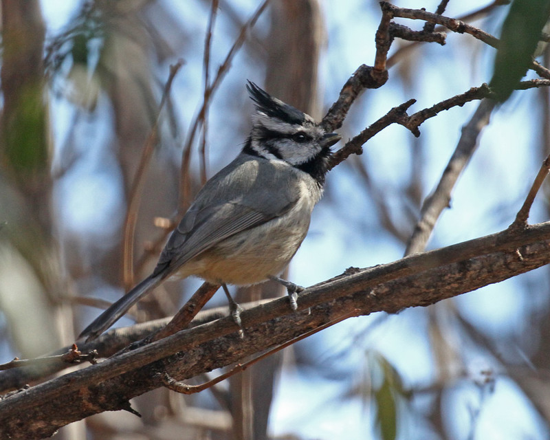 Bridled Titmouse6.jpg