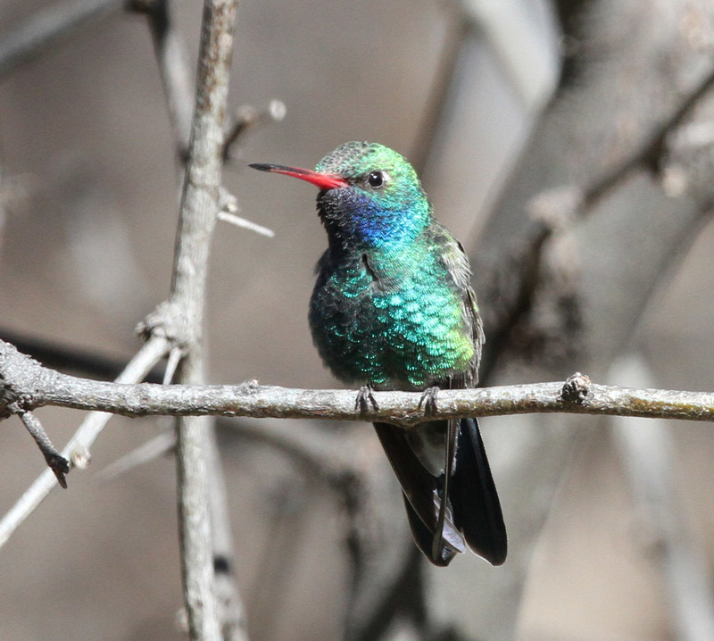 Broad-billed Hummingbird3.jpg