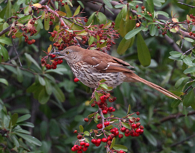Brown Thrasher.jpg