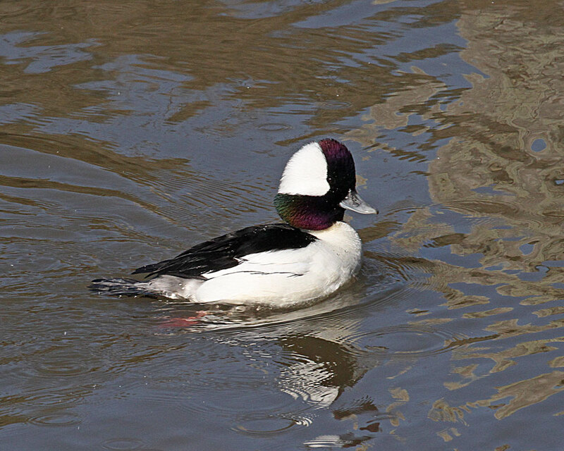 Bufflehead2.jpg