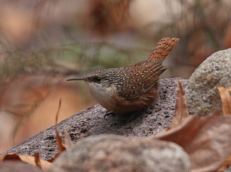 Canyon Wren.jpg