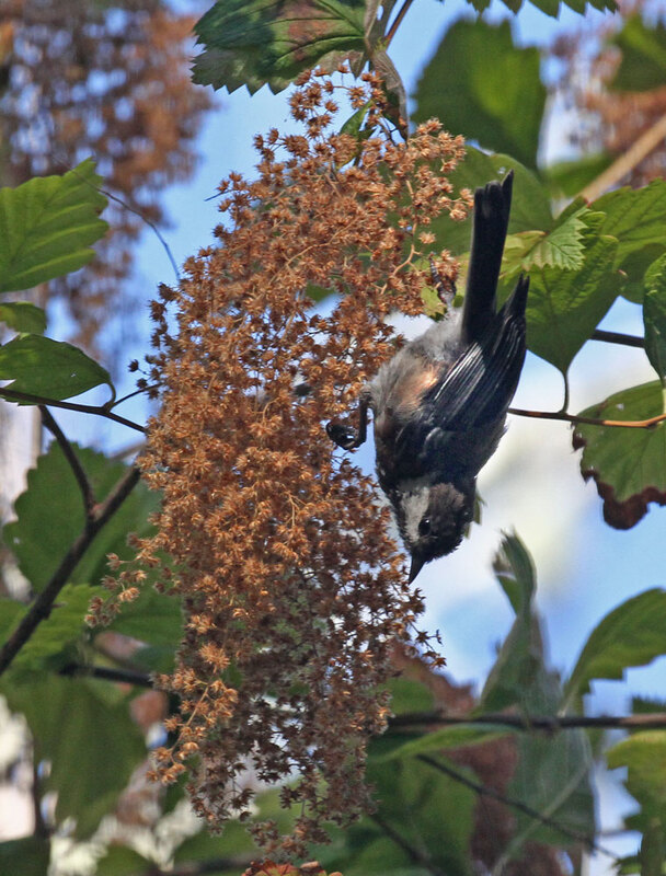 Chestnut-backed Chickadee.jpg