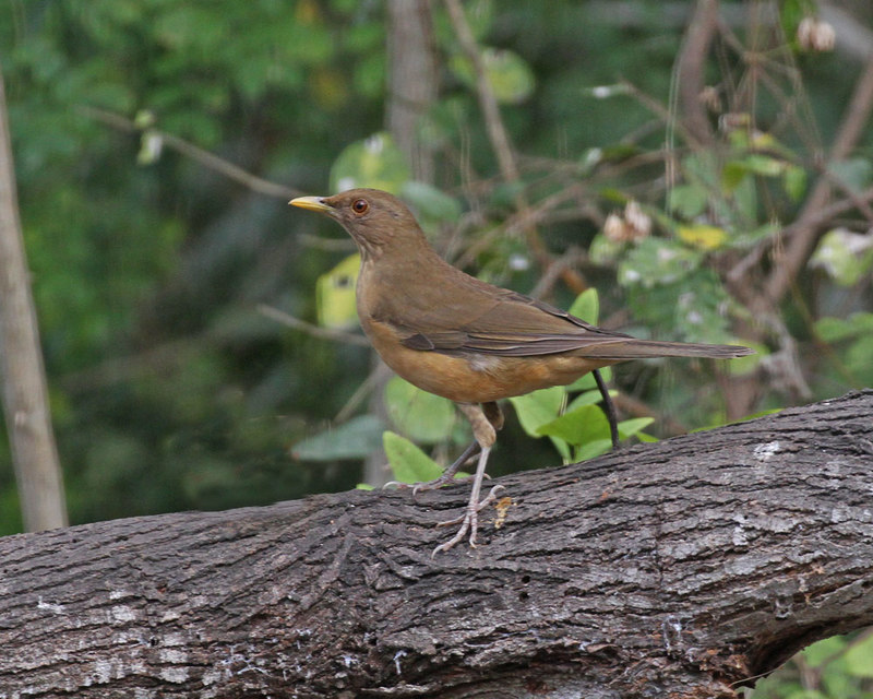 Clay-colored Thrush.jpg