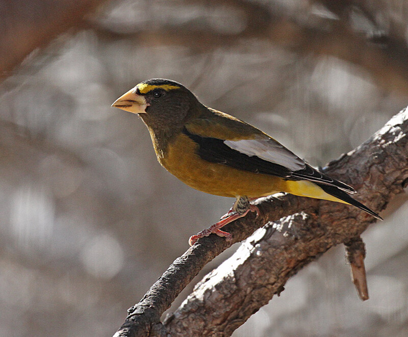 Evening Grosbeak.jpg