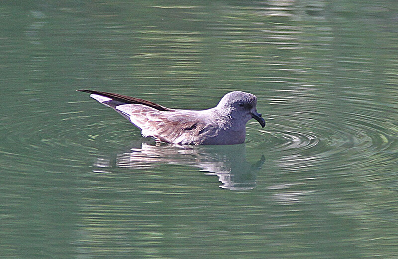 Fork-tailed Storm-petrel.jpg
