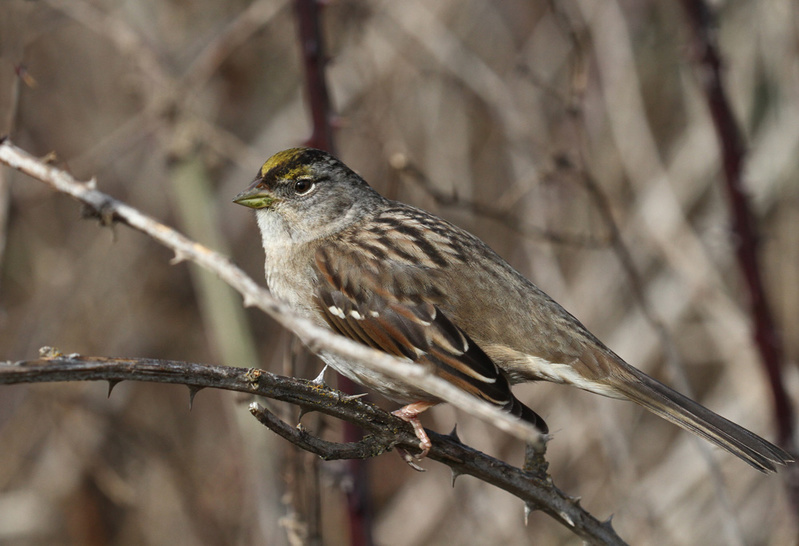 Golden-crowned Sparrow2.jpg