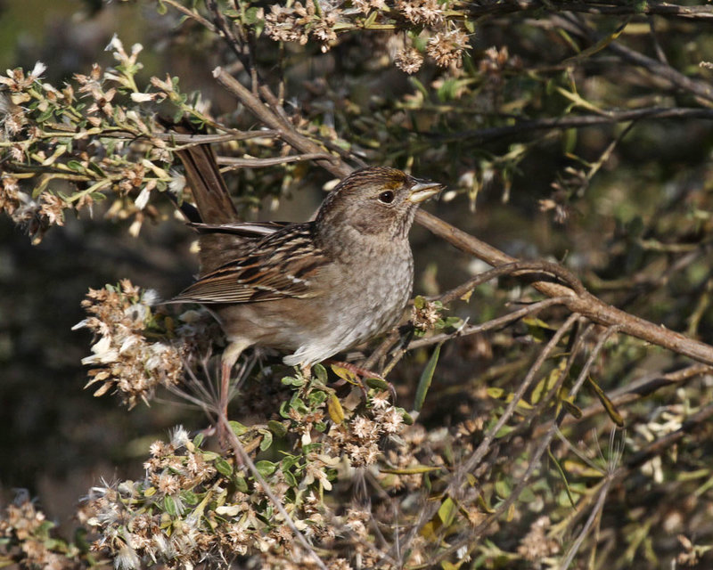 Golden-crowned Sparrow3.jpg