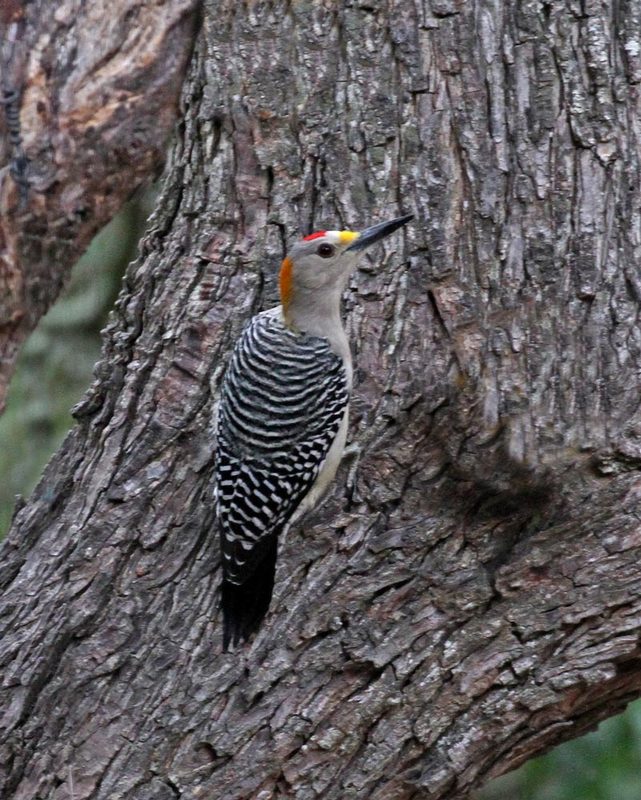 Golden-fronted Woodpecker.jpg