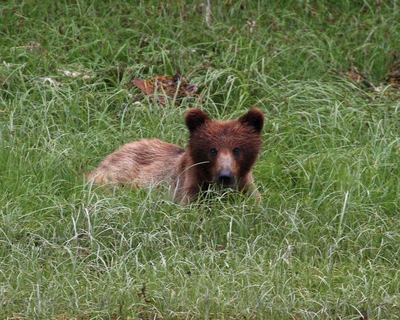 Goulding Grizzly2.jpg