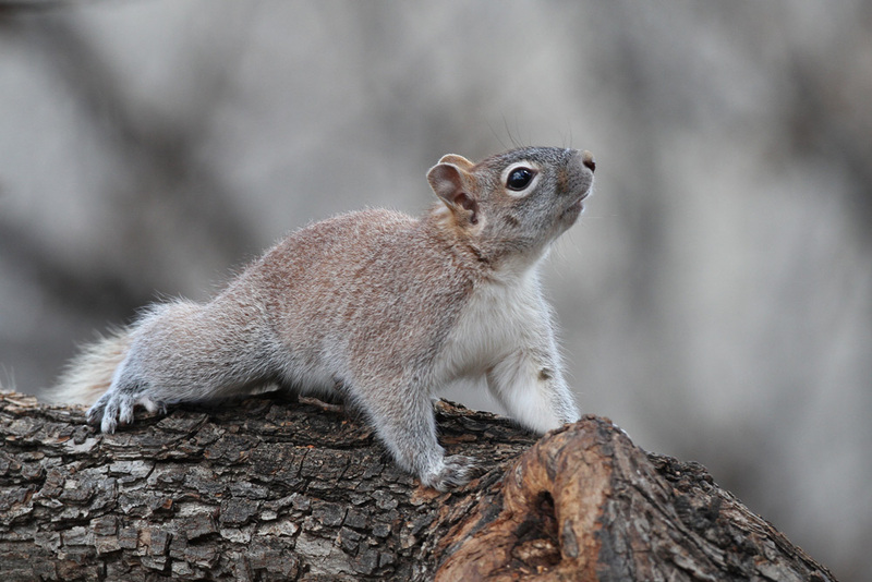 Gray Squirrel.jpg