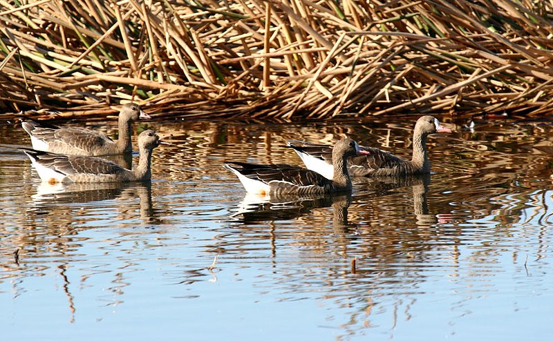 Greater White fronted Goose.jpg