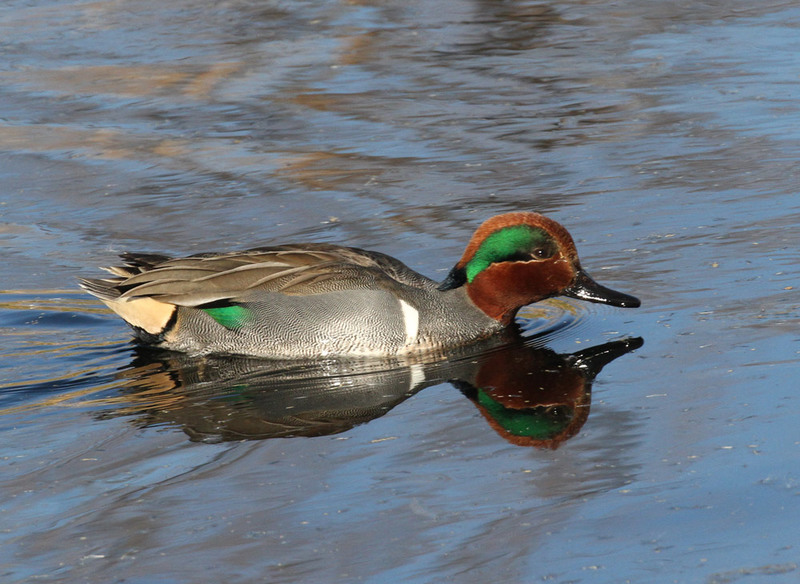 Green-winged Teal5.jpg