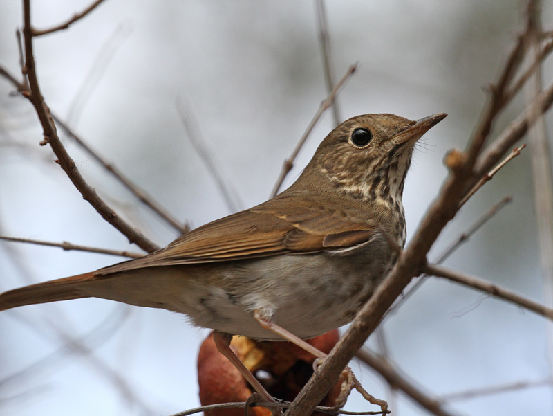 Hermit Thrush 1.jpg