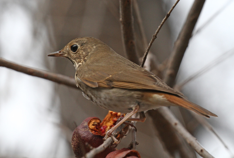 Hermit Thrush 2.jpg