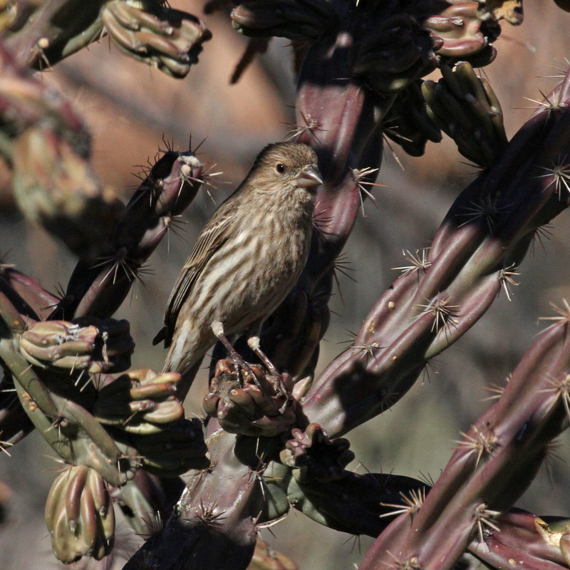 House Finch3.jpg
