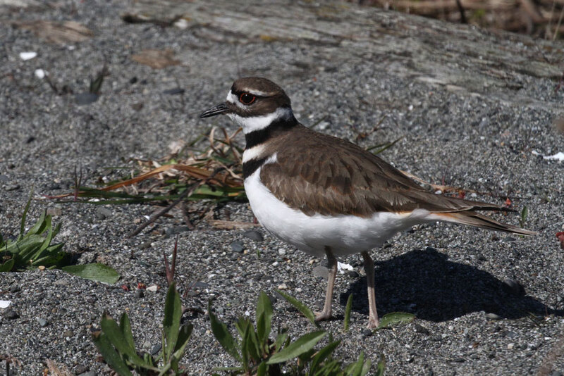 Killdeer2.jpg