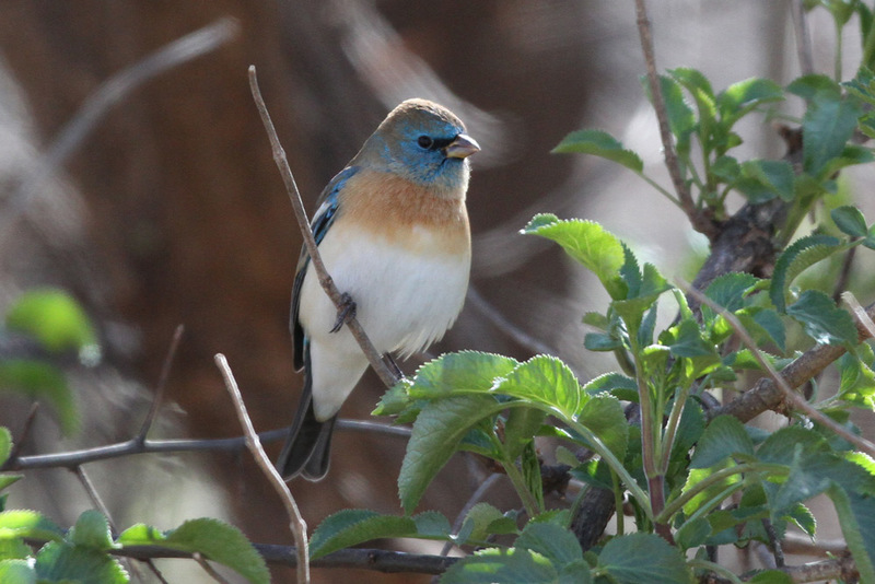 Lazuli Bunting.jpg