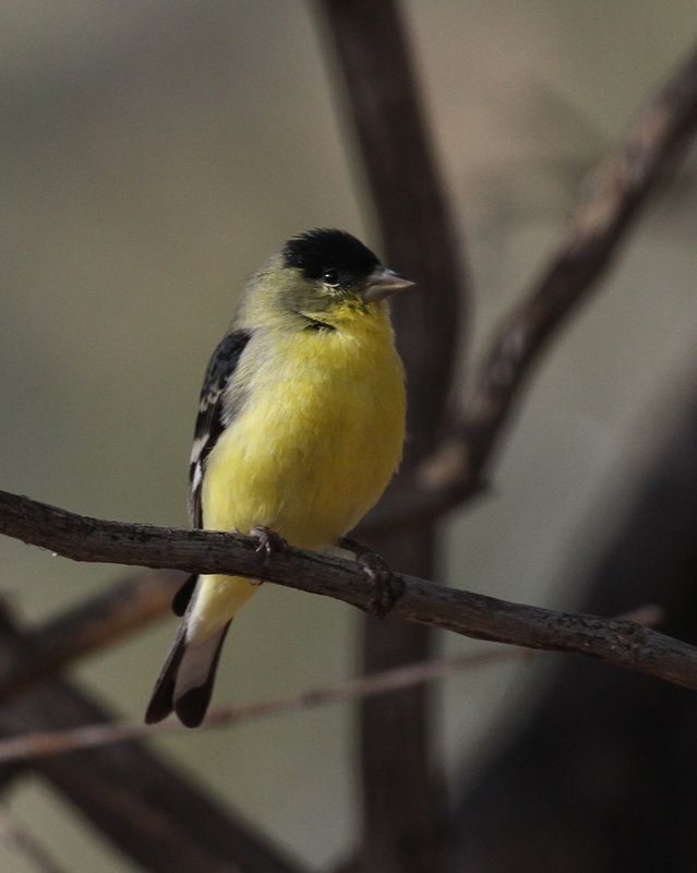 Lesser Goldfinch.jpg