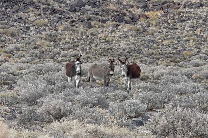 NV Wild Burros.jpg