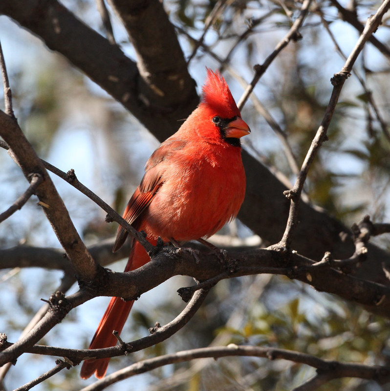 Northern Cardinal3.jpg