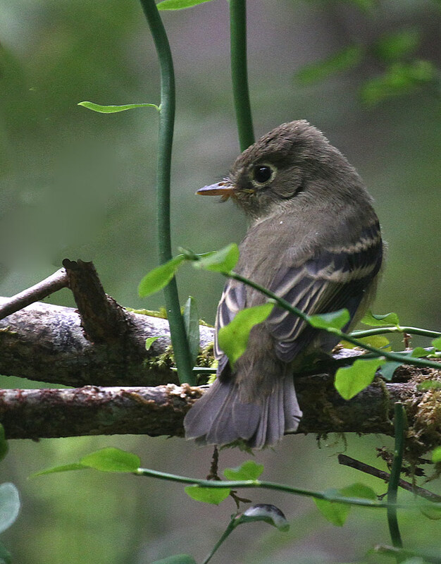 Pacific Slope Flycatcher.jpg