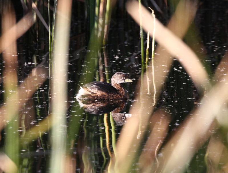Pied-billed Grebe5.jpg
