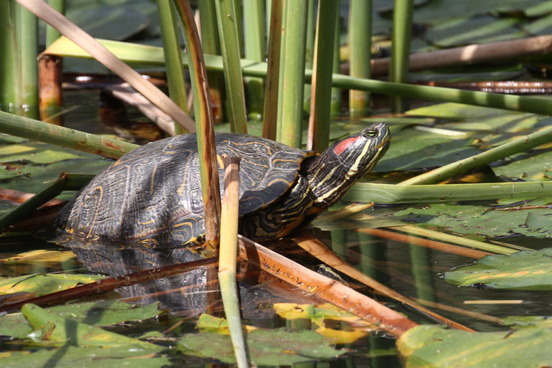 Red Slider Turtle.jpg
