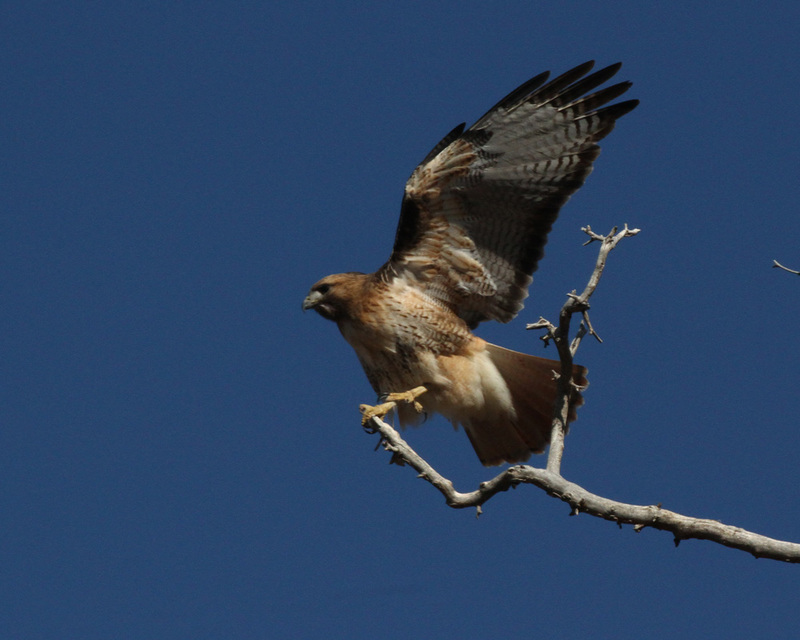 Red-tailed Hawk6.jpg