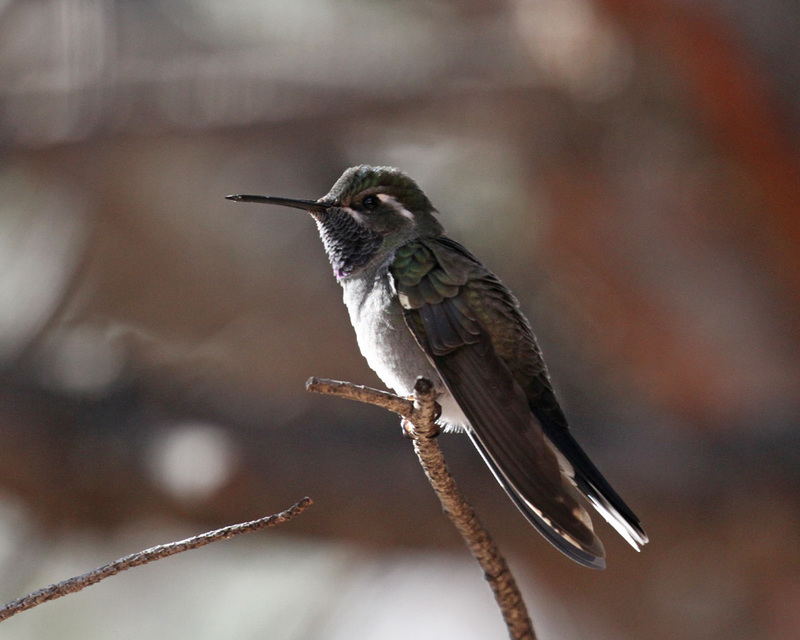 Rivolis Hummingbird1.jpg