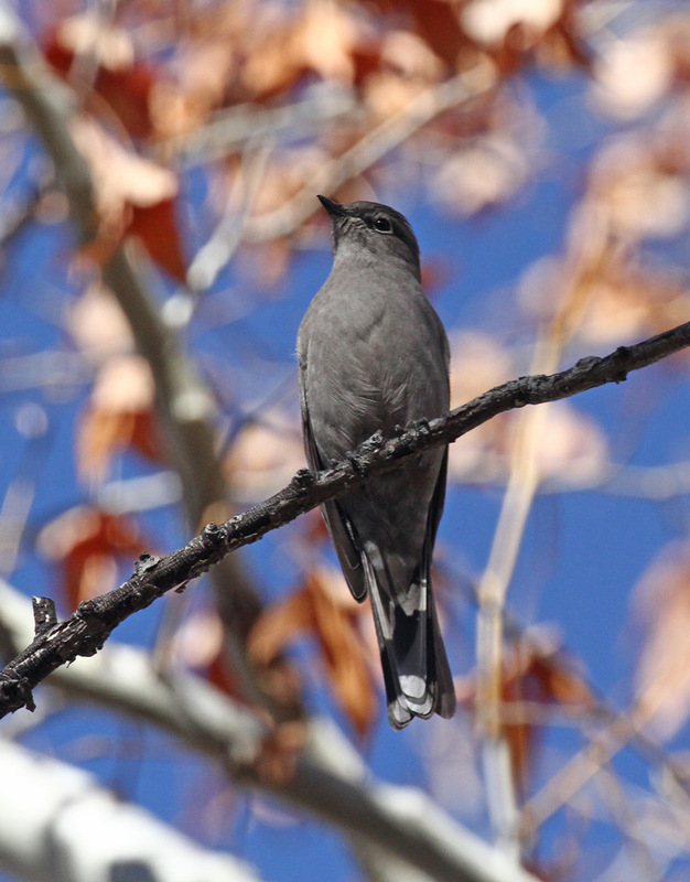 Townsends Solitaire.jpg