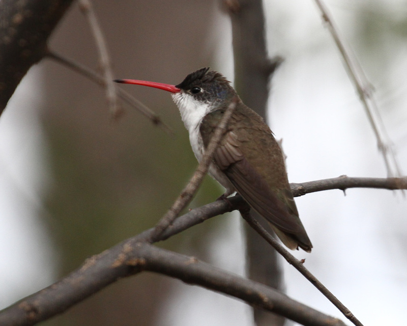 Violet-crowned Hummingbird.jpg