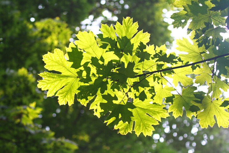 WA Bigleaf Maple.jpg