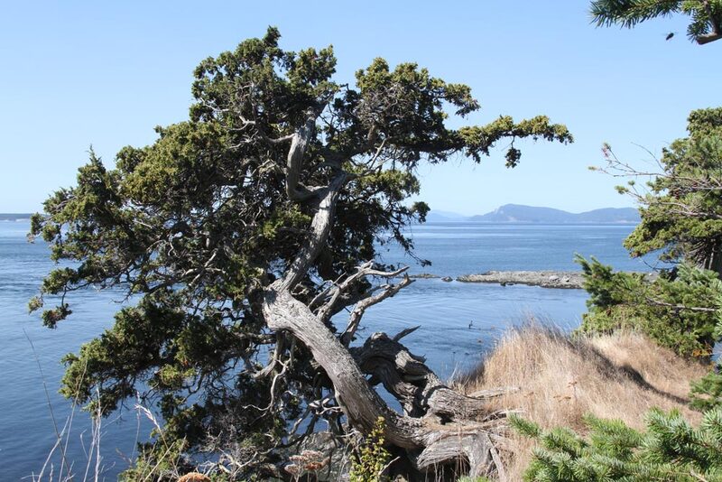 WA Coast Cypress.jpg