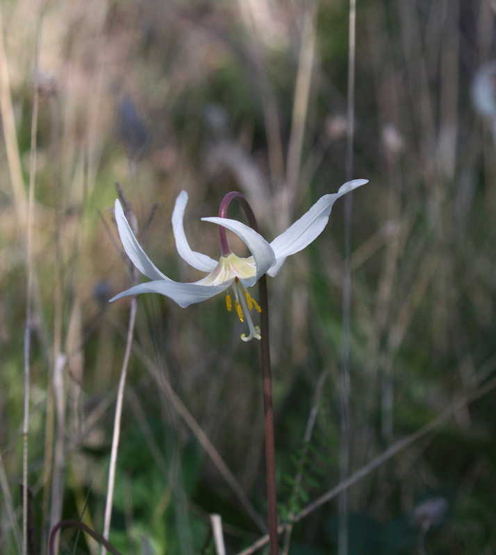 WA White Fawn Lily.jpg