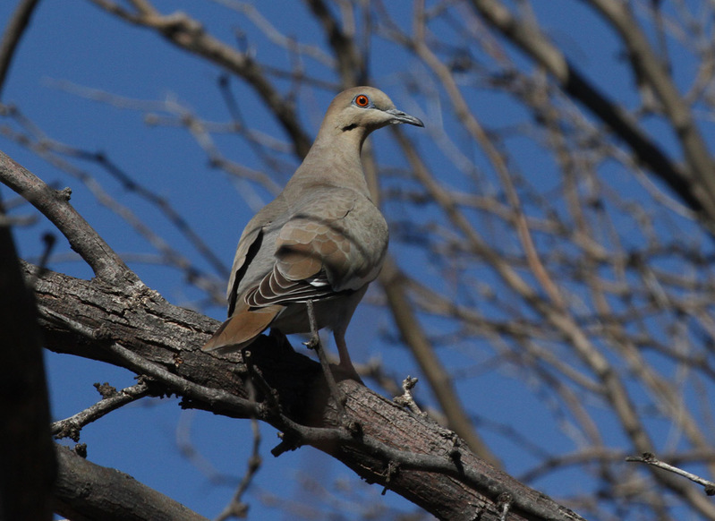 White-winged Dove3.jpg
