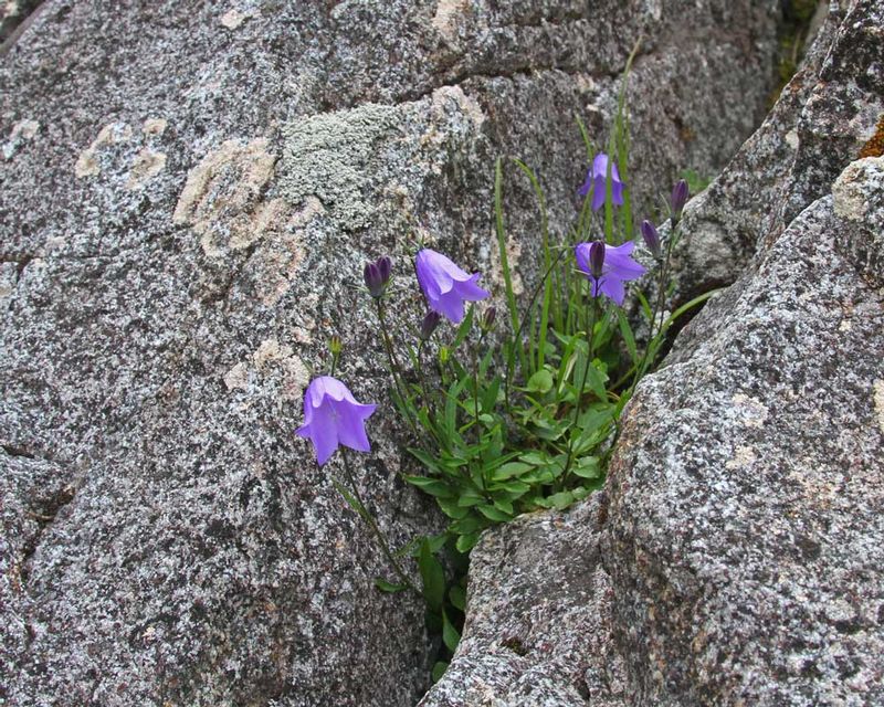 AK Beach Flowers.jpg :: Bluebells of Scotland, campana rotundifolia.  Delicate beauty on a hard coast