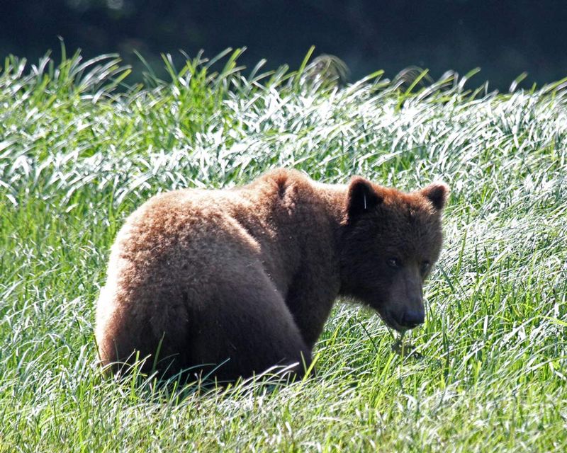 AK Grizzly 2015 1.jpg