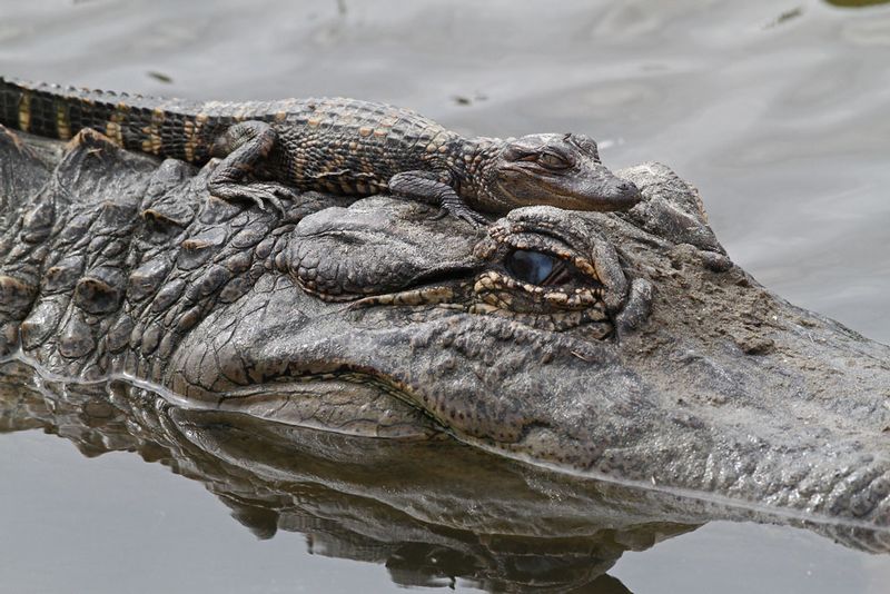 Alligators.jpg :: Make sure you see two alligators.