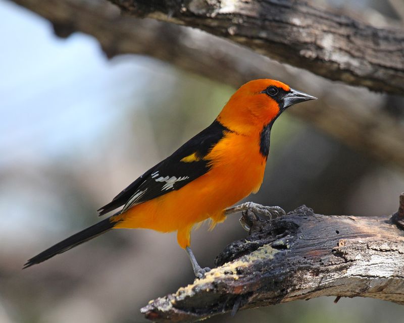 Alltamira Oriole.jpg