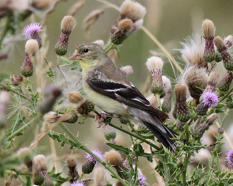 American Goldfinch.jpg