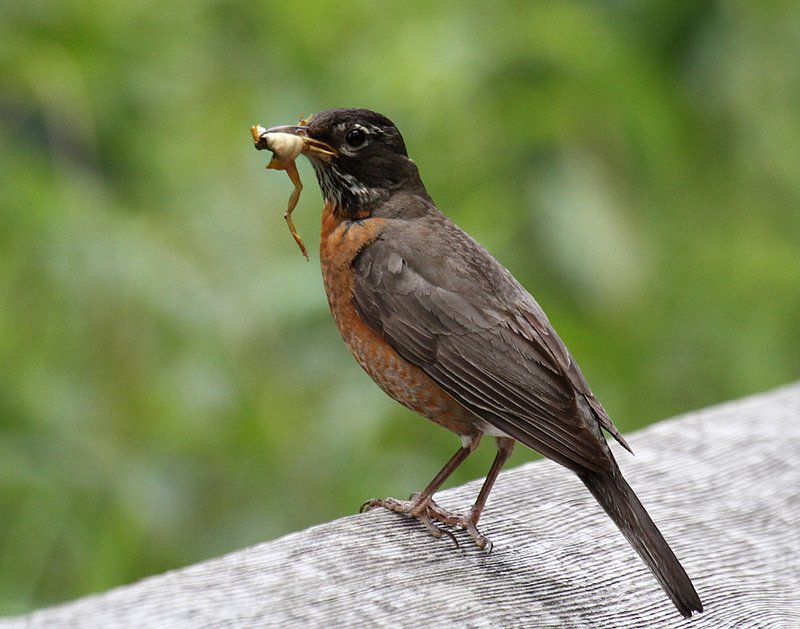 American Robin 2.jpg :: The early bird gets the, ummm...frog.  So the early frog gets...