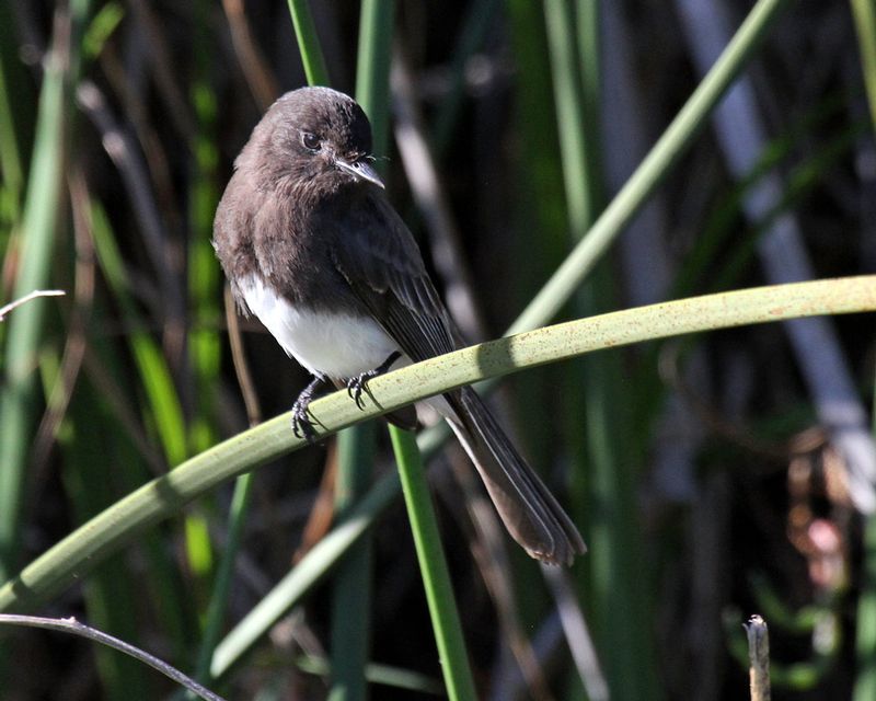 Black Phoebe.jpg