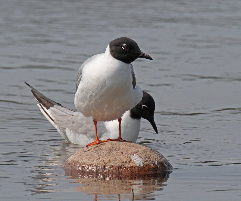 Bonapartes Gull 3.jpg